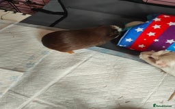 Guinea Pig rodents for sale: For Sale: Two Adorable Guinea Pigs Toffee & Carmel - Image 4