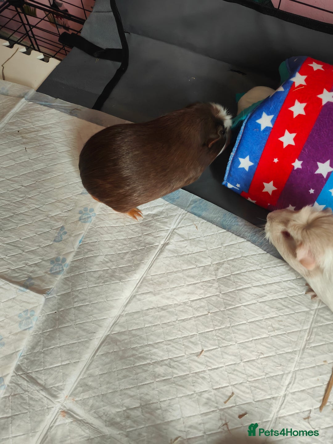 Guinea Pig rodents for sale: For Sale: Two Adorable Guinea Pigs Toffee & Carmel - Image 4