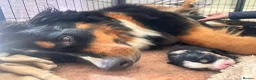 Bernese Mountain Dog dogs for sale: Stunning purebred Bernese Mountain Puppies in Wallington - Advert 9