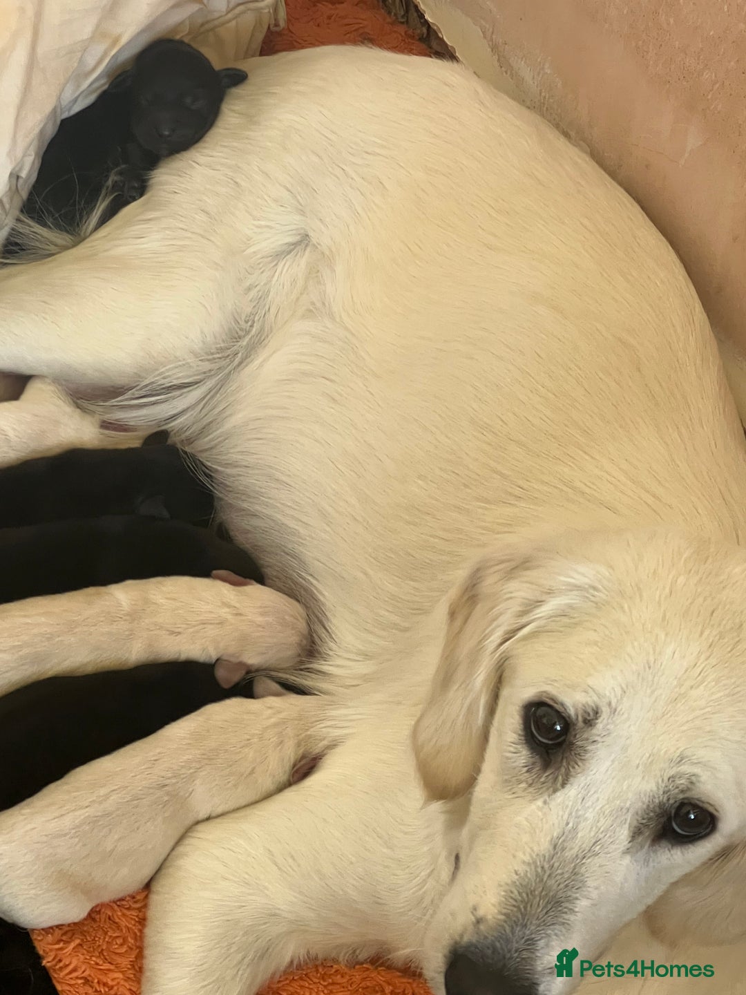 Goldador dogs for sale: Puppies- Goldadors (Golden retriever) (Labrador)  - Image 31