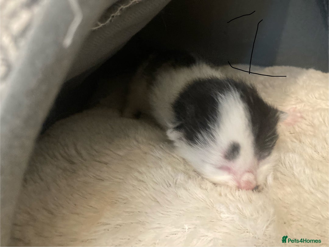 Mixed Breed cats for sale: 6 kittens looking for their forever homes  - Image 7