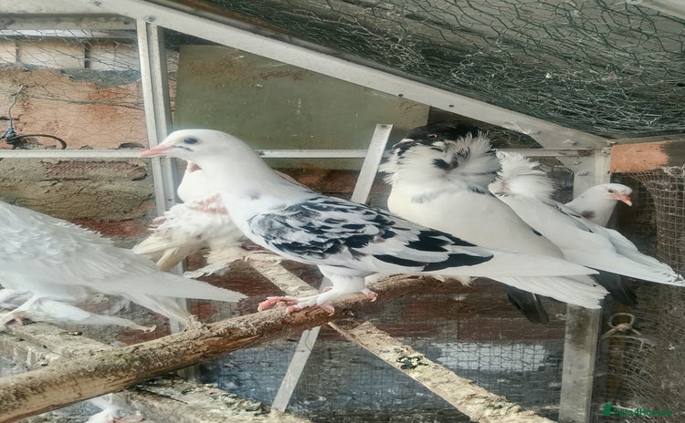 Pigeons birds - Advert 1