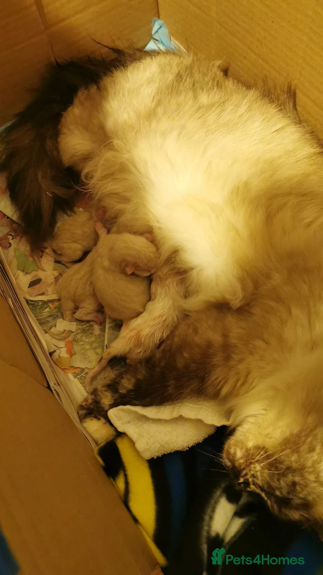 Ragdoll cats for stud: Male (Ragdoll Stud)🐱 in Wednesbury - Advert 7