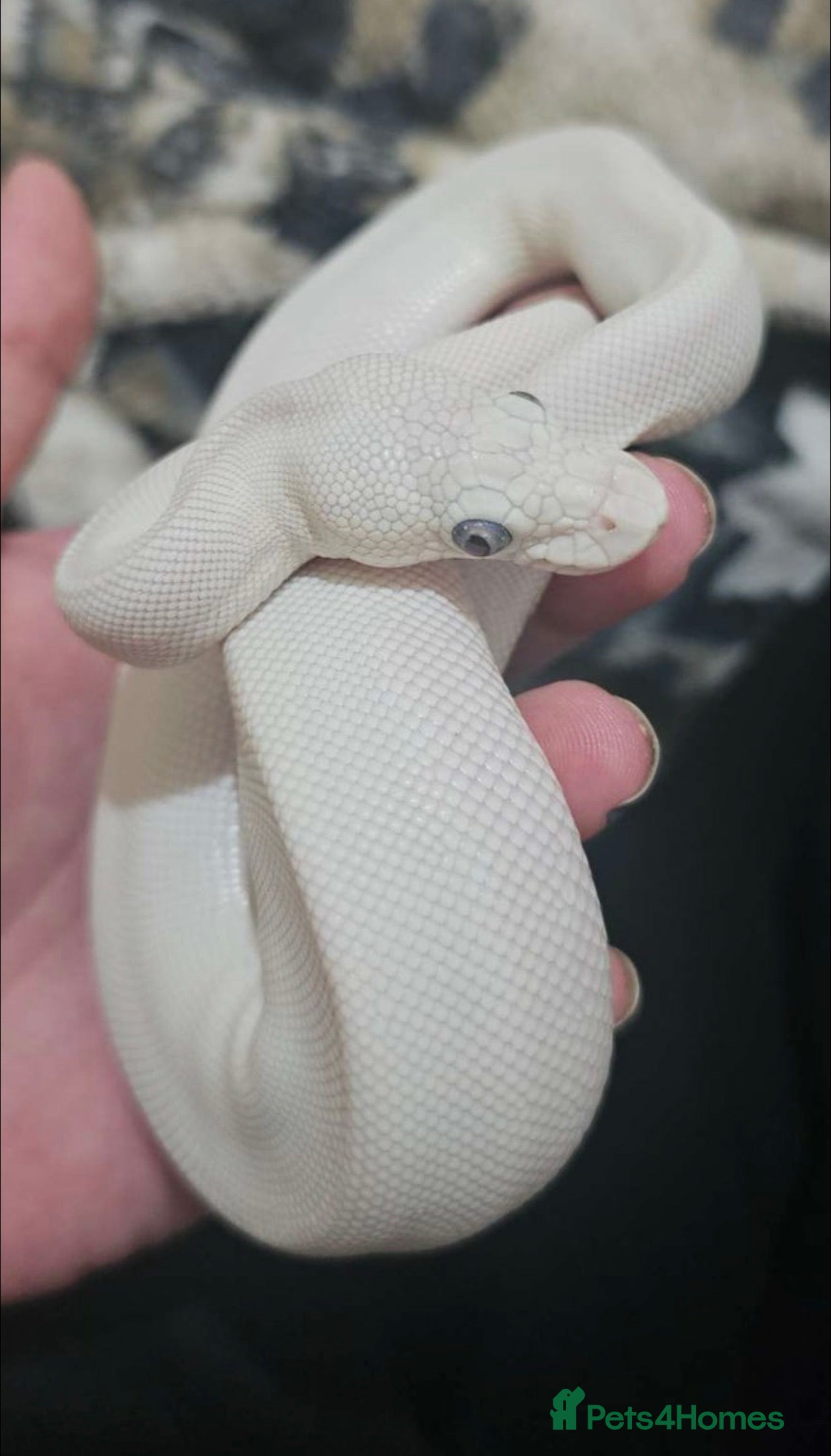 Python Snake reptiles Blue Eyed Leucistic Royal Python  - Advert 1