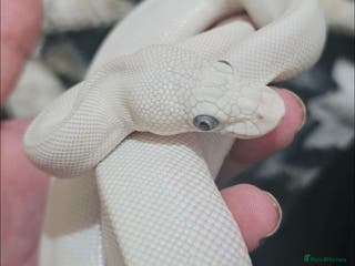Python Snake reptiles Blue Eyed Leucistic Royal Python - Advert 2