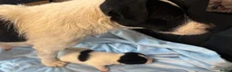 Jack Russell dogs for sale: Traditional Working Jack Russell Terrier Puppies - Advert 4