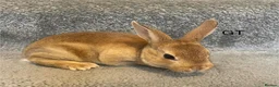 Rex rabbits for sale: 💖Pure bred mini Rex💖 - Advert 17