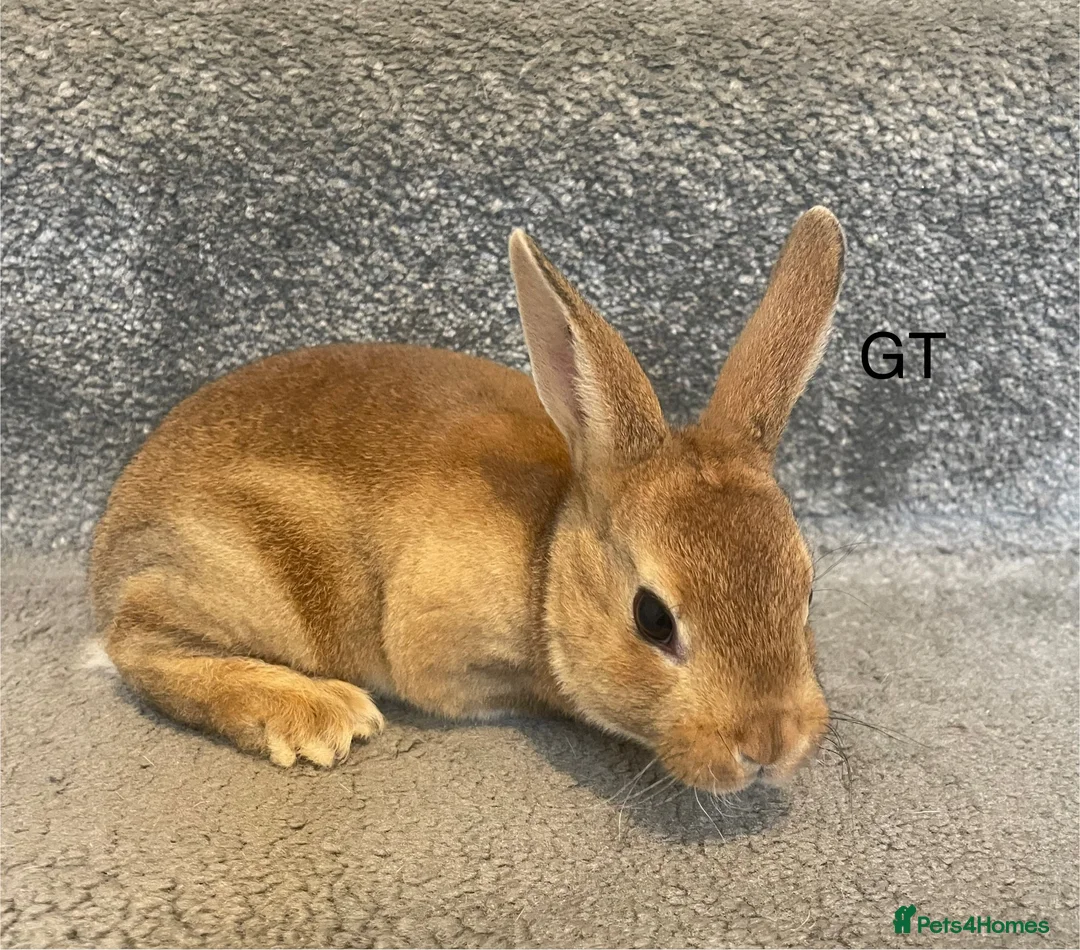 Rex rabbits for sale: 💖Pure bred mini Rex💖 - Advert 17