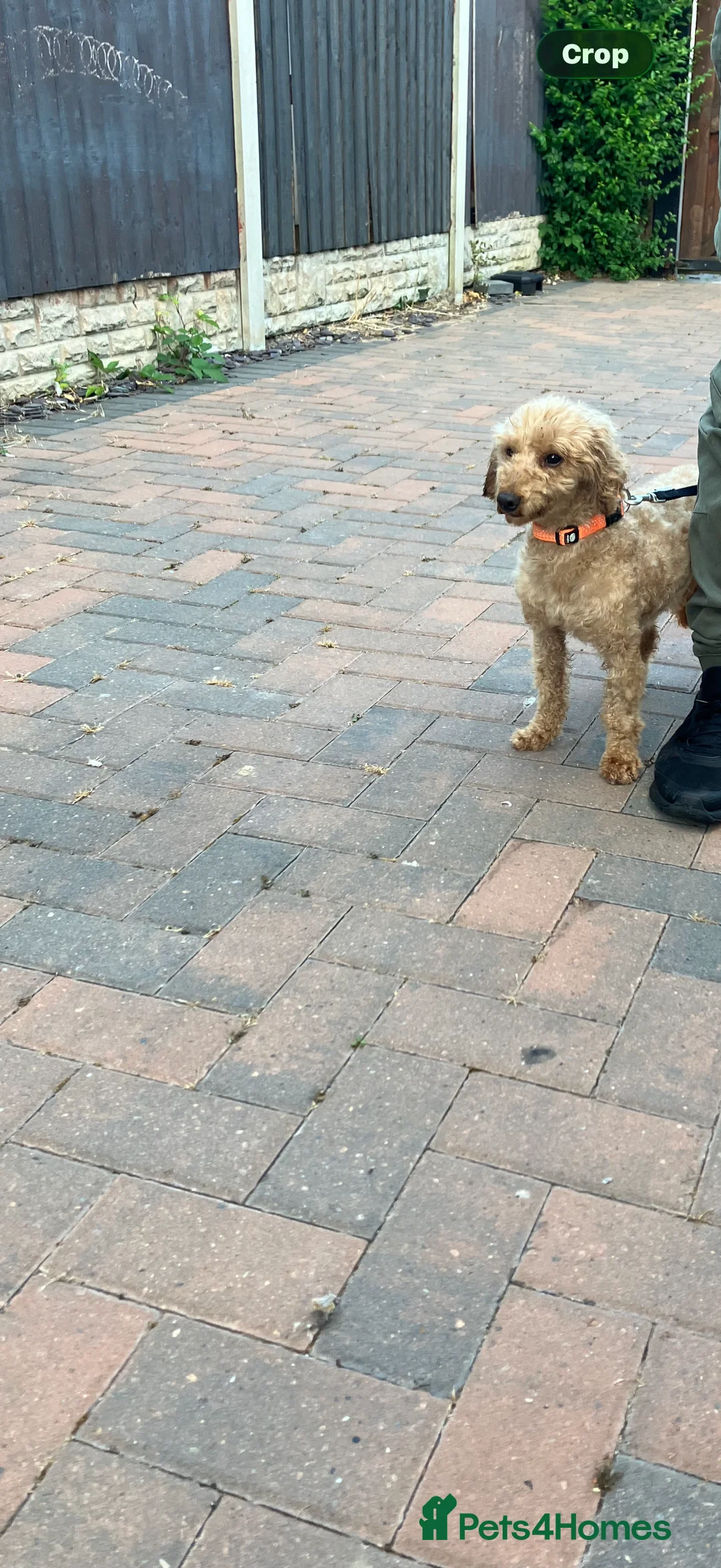 Toy Poodle dogs for sale: Beautiful toy poodle in Doncaster - Advert 2