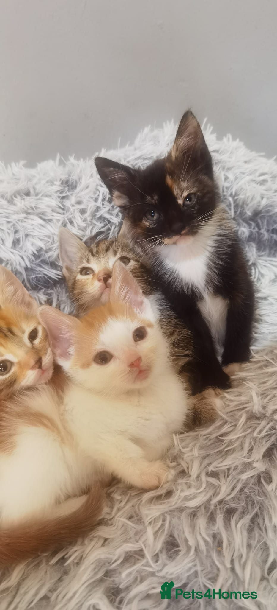 Mixed Breed cats Gorgeous Ginger and Tabby kittens - Advert 10