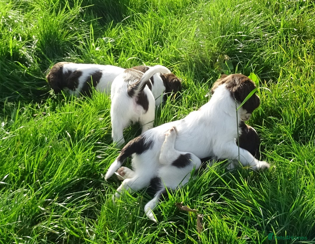 English Springer Spaniel dogs for sale: Gorgeous English Springer Spaniel Puppies - Image 6