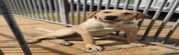 Golden Retriever dogs for sale: Golden retriever girl - Advert 8
