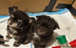 Chipoo dogs for sale: 6 Stunning Chipoo/Chihuahuas - Advert 6