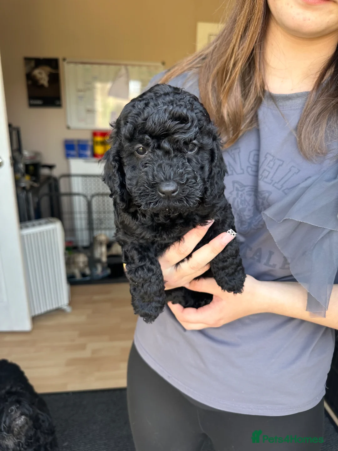 Cockapoo dogs for sale: Ready to go now f2 cockapoo  - Advert 2