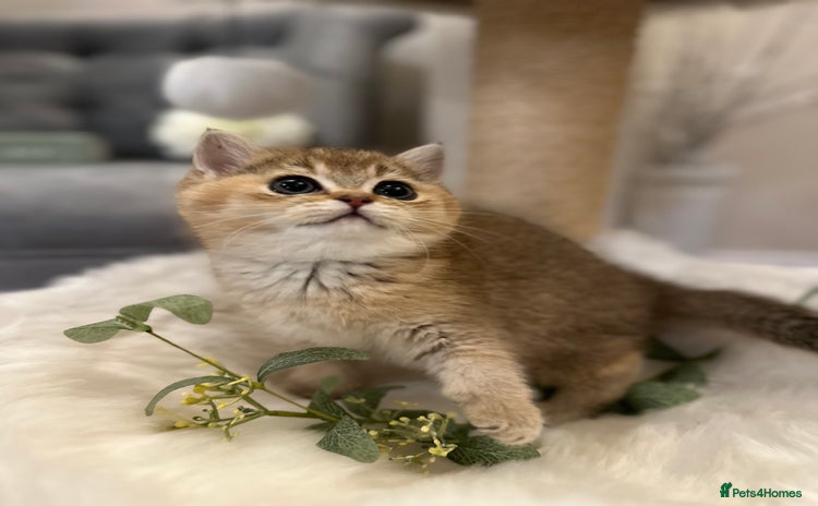 British Shorthair cats - Advert 1