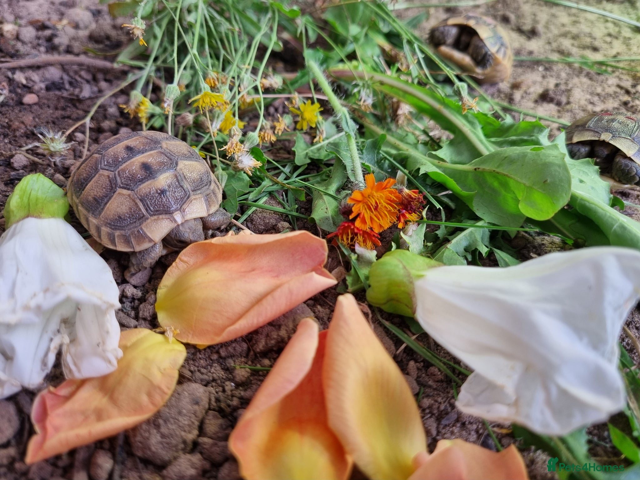 Tortoise reptiles for sale: Mediterranean spur thigh tortoises - hatchlings  - Advert 1