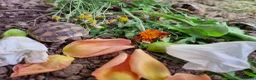 Tortoise reptiles for sale: Mediterranean spur thigh tortoises - hatchlings  - Advert 1