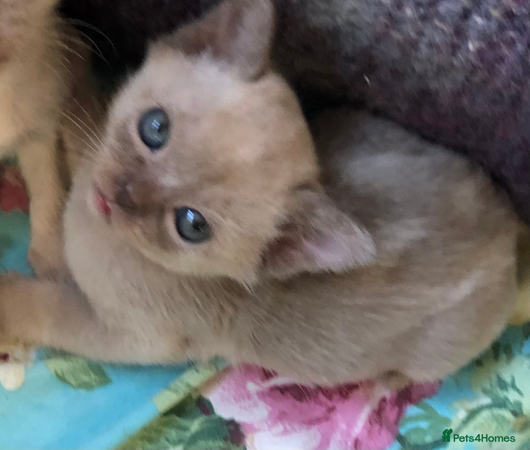 Burmese cats Burmese kittens glorious and outgoing - Advert 12