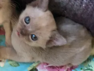 Burmese cats Burmese kittens glorious and outgoing - Advert 12