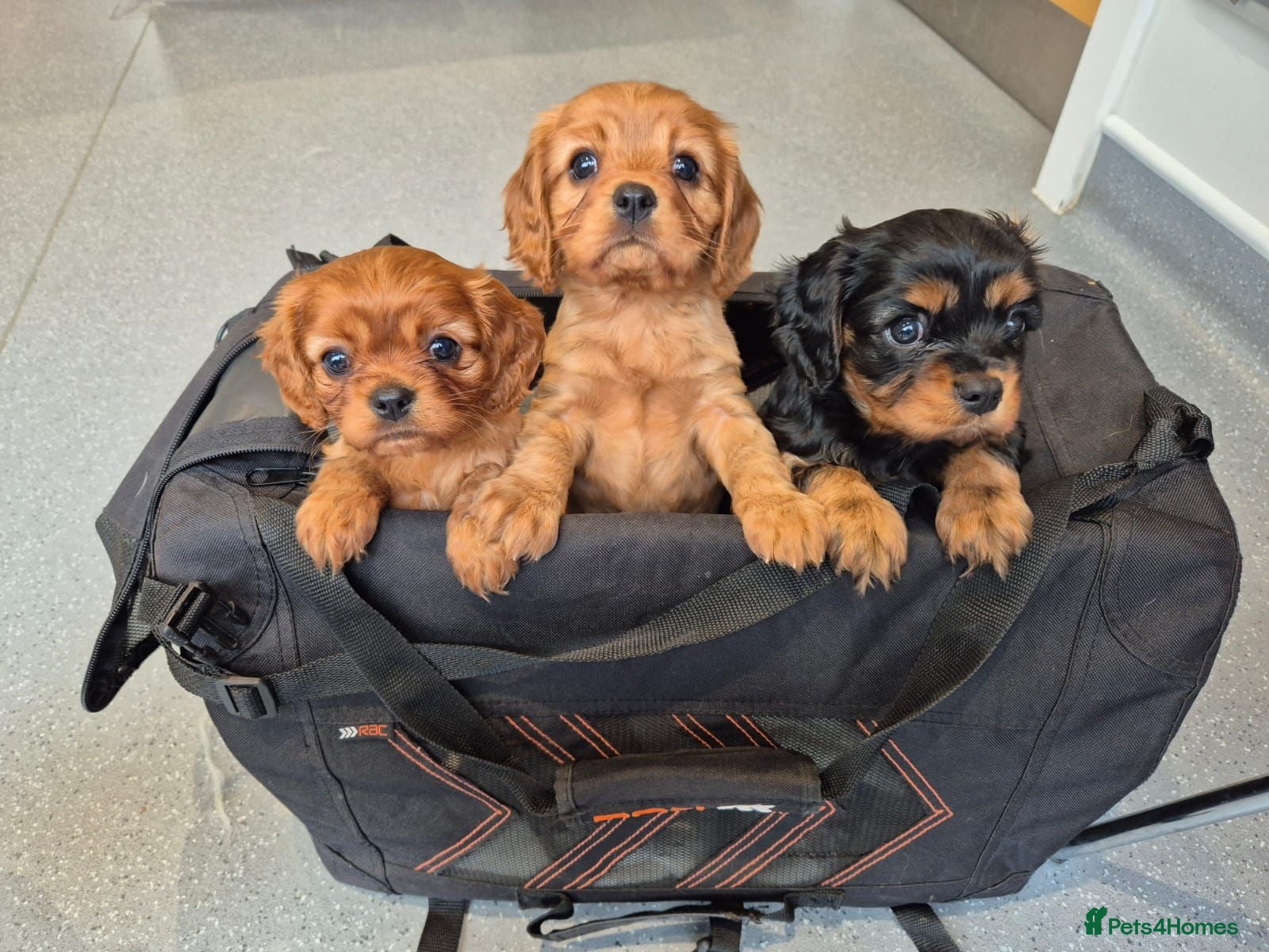 Cavalier King Charles Spaniel dogs Beautiful Cavalier King Charles Spaniel Puppies - Advert 2