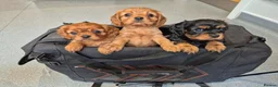 Cavalier King Charles Spaniel dogs for sale: Beautiful Cavalier King Charles Spaniel Puppies in Birmingham - Advert 1