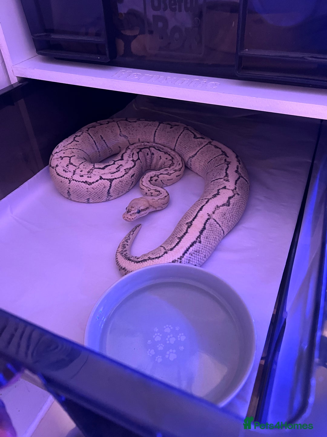 Python Snake reptiles for sale: Ball python group and snake rack setups  - Advert 5