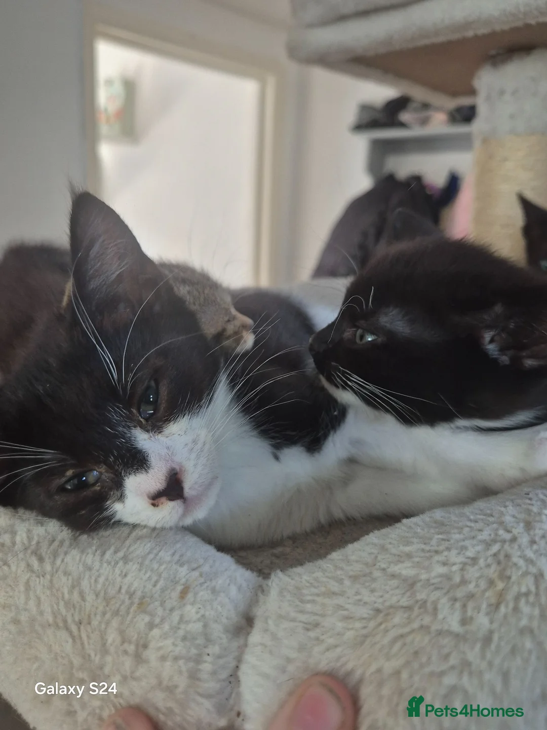 Mixed Breed cats for sale: Kittens ready to leave now - Advert 16