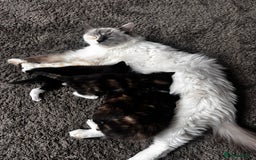 Ragdoll cats for sale: 4 Beautiful Fluffy Ragdoll Cross Kittens  - Image 1