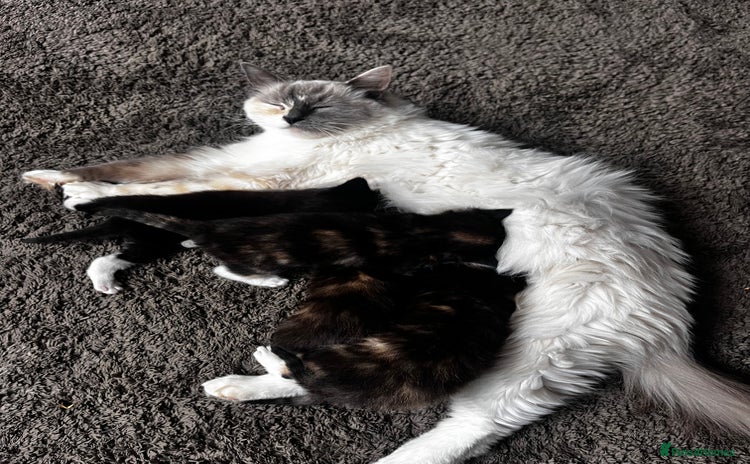 Ragdoll cats - Advert 5