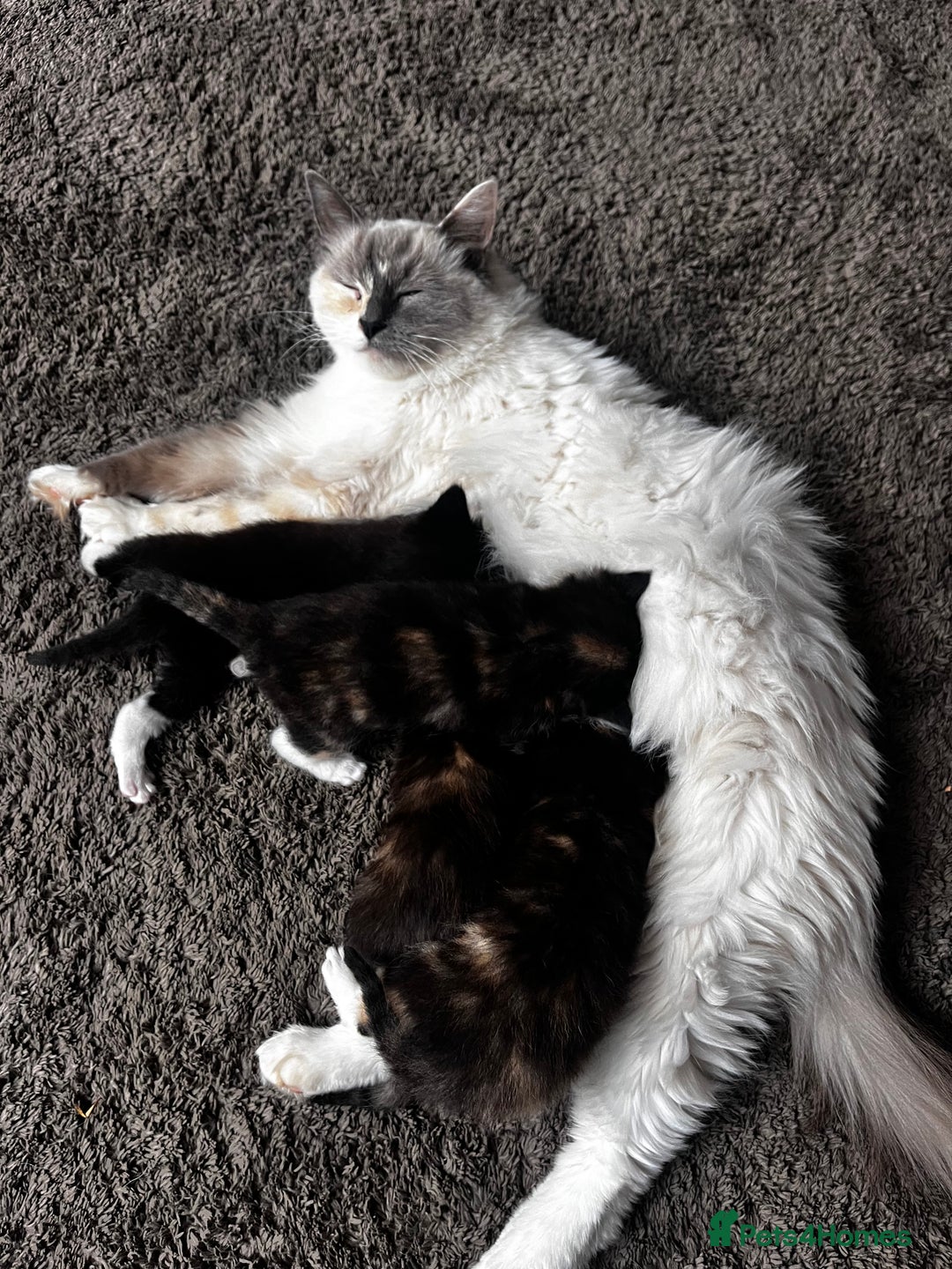 Ragdoll cats for sale: 4 Beautiful Fluffy Ragdoll Cross Kittens  - Image 1