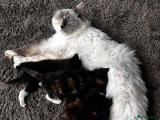 Ragdoll cats - Advert 4