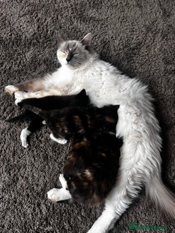 Ragdoll cats - Advert 5