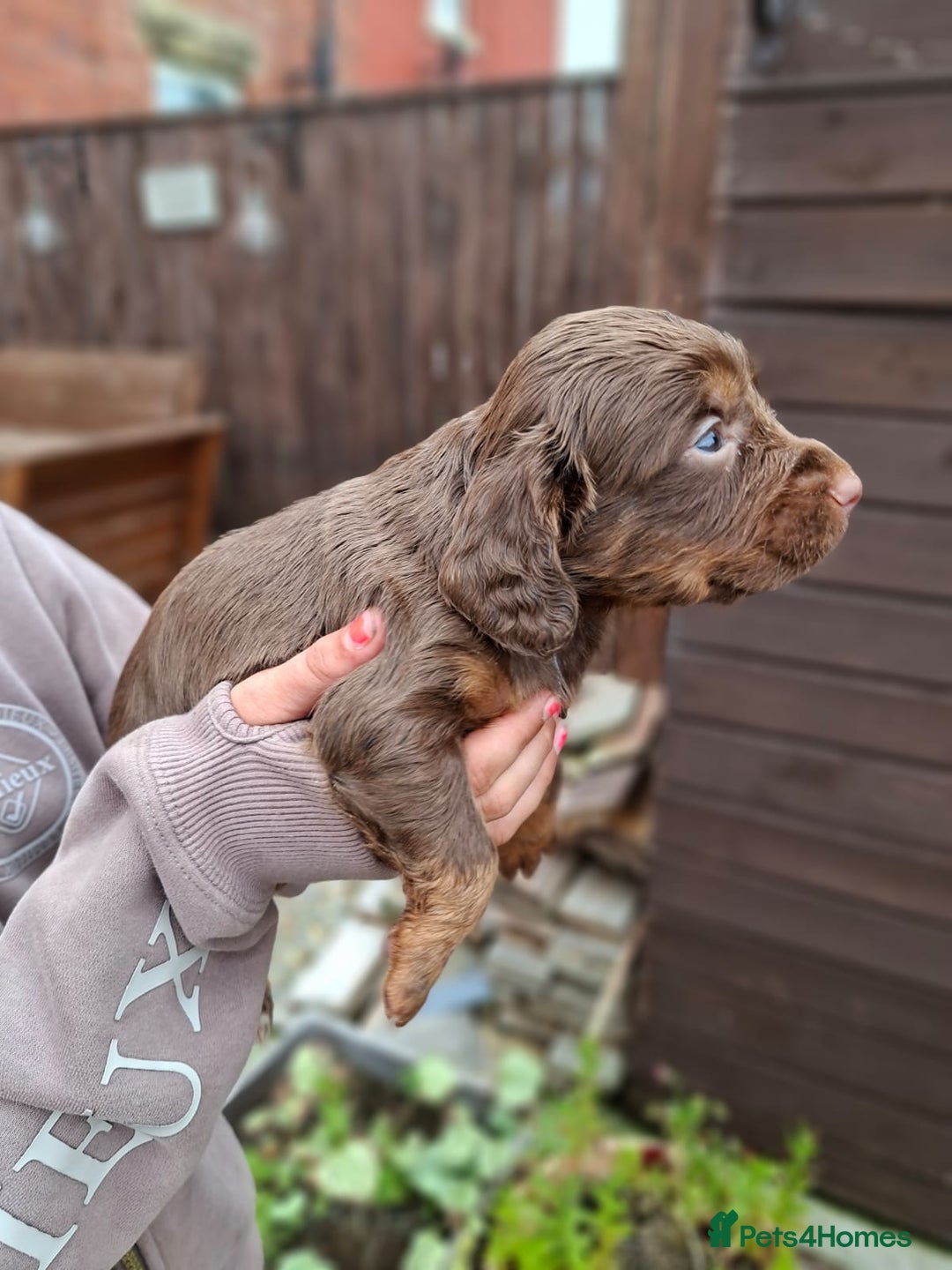 Cocker Spaniel dogs for sale: Working cocker spaniels  - Image 7