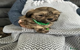 Shih Tzu dogs for sale: Shih Tzu puppies  - Image 4