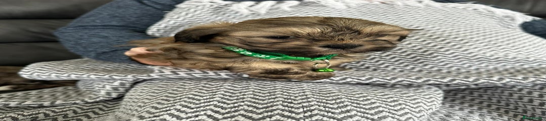Shih Tzu Puppy 2