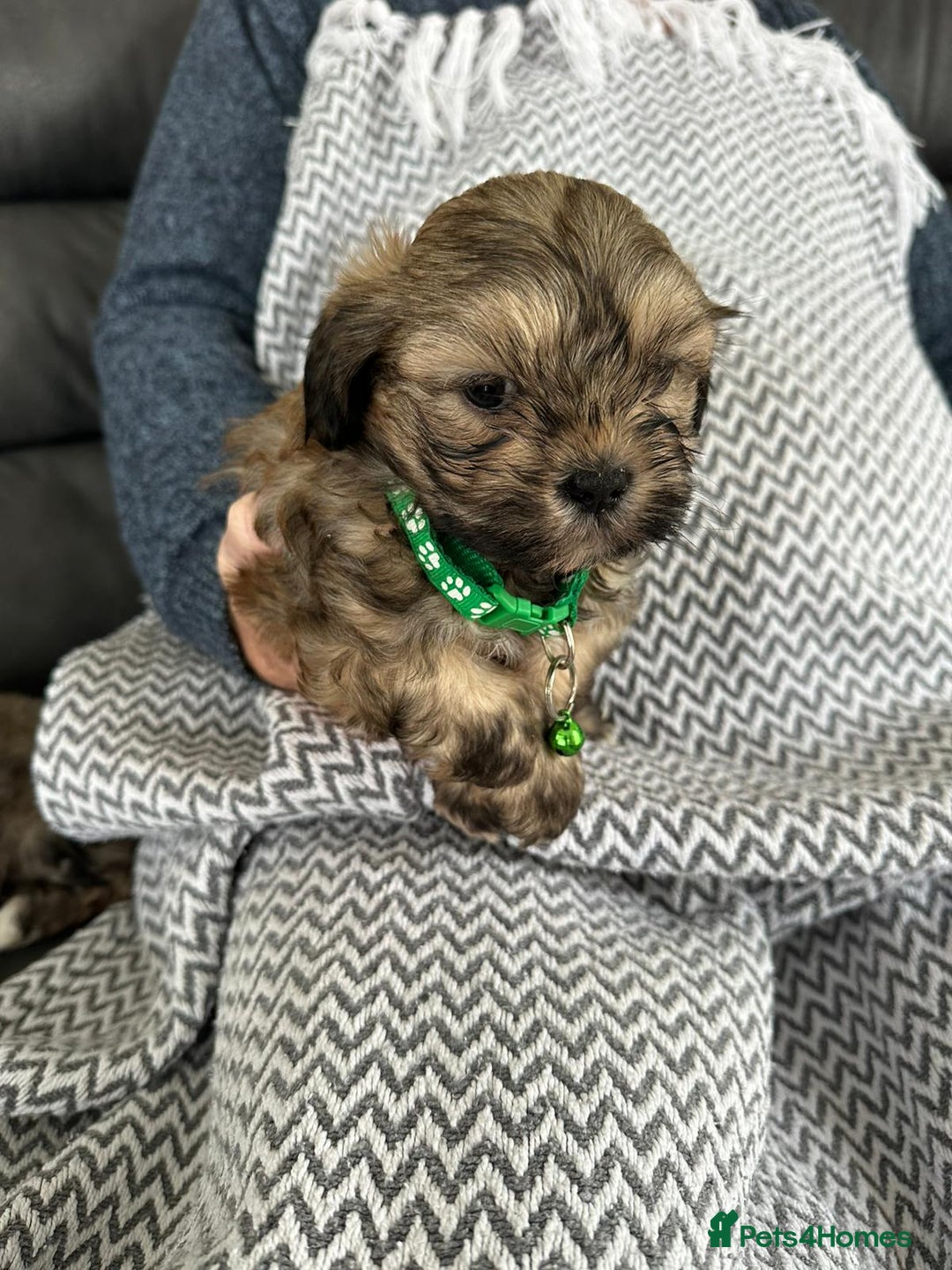 Shih Tzu dogs for sale: Shih Tzu puppies  - Image 4
