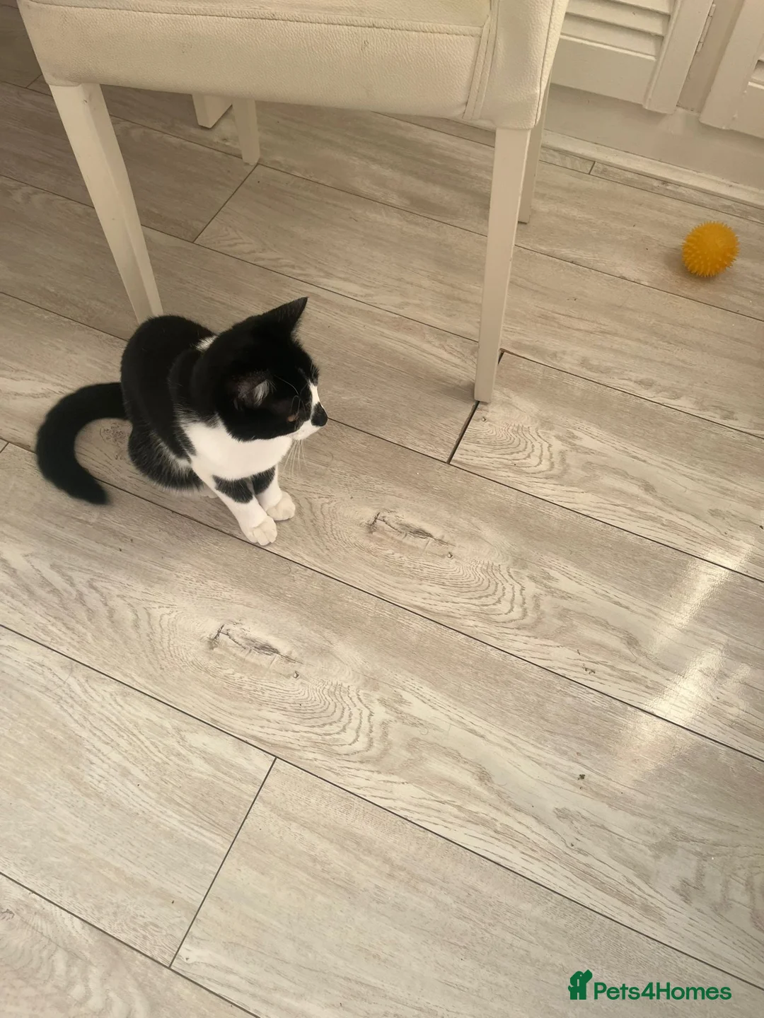 Mixed Breed cats for sale: female cat - Advert 4