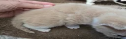 Mixed Breed cats for sale: Beautiful kittens avaliable  - Advert 8
