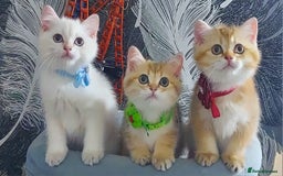 British Shorthair cats for sale: British shorthair Pedigree Neutered  - Image 1