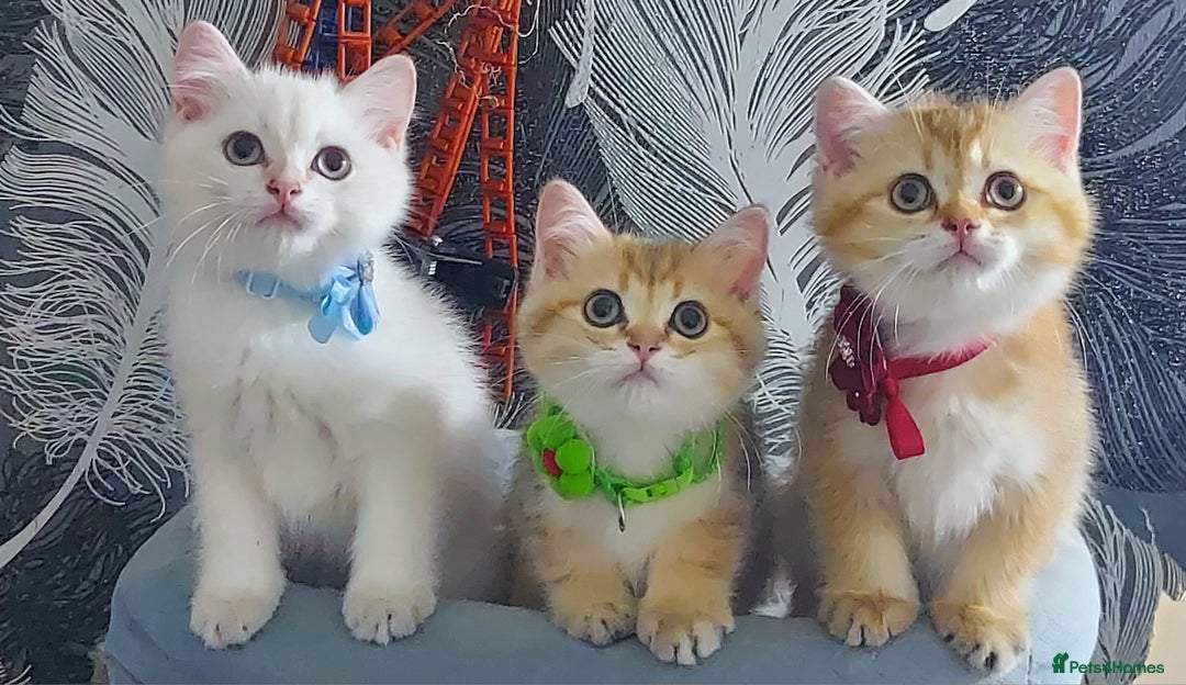 British Shorthair cats for sale: British shorthair Pedigree Neutered  - Image 1