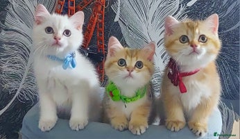 British Shorthair cats - Advert 8