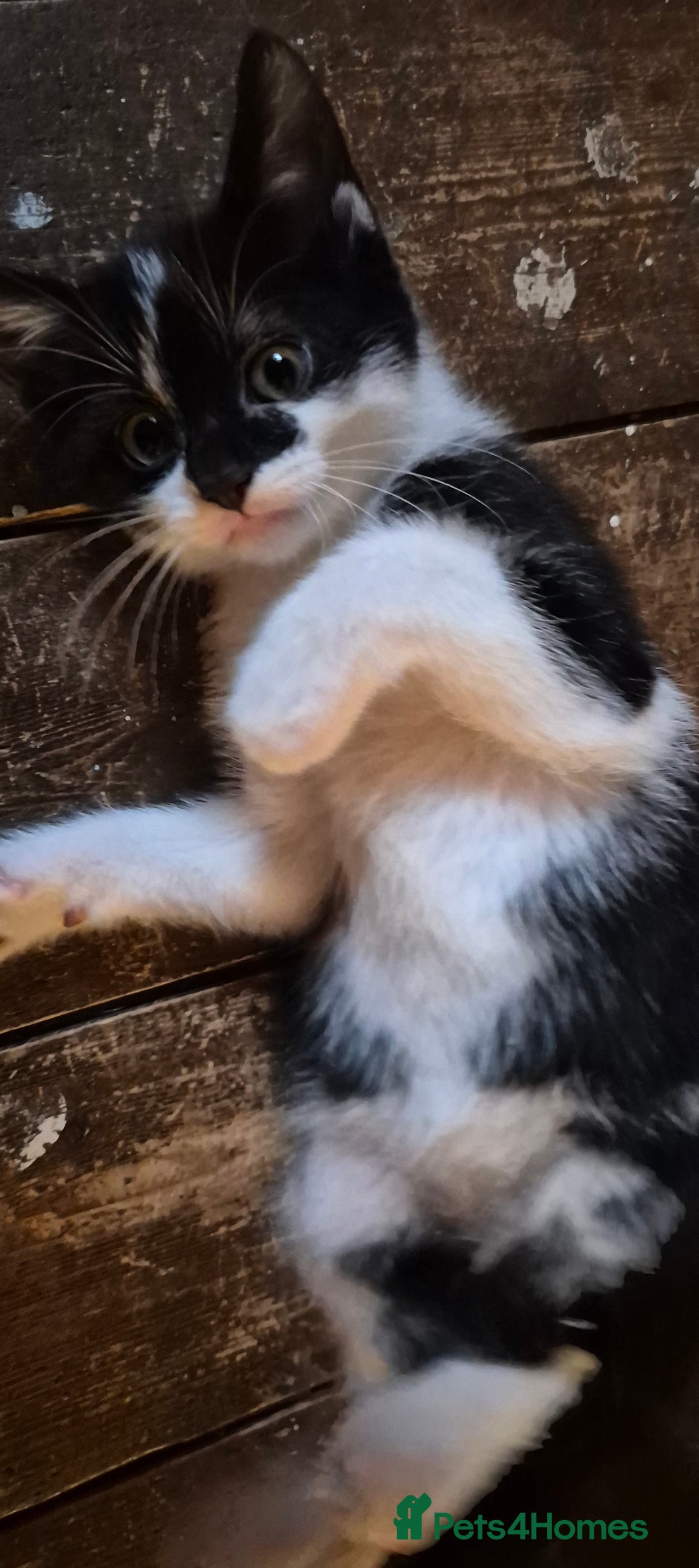 Mixed Breed cats for sale: 4 kittens for sale - Advert 3