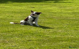 Border Collie dogs for sale: KC Reg Red Border Collie - Image 5