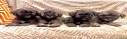 Mixed Breed dogs for sale: Miniature Schnauzer cross puppies in Kilmarnock - Advert 1