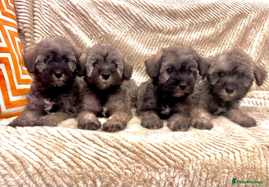 Mixed Breed dogs for sale: Miniature Schnauzer cross puppies in Kilmarnock - Advert 1
