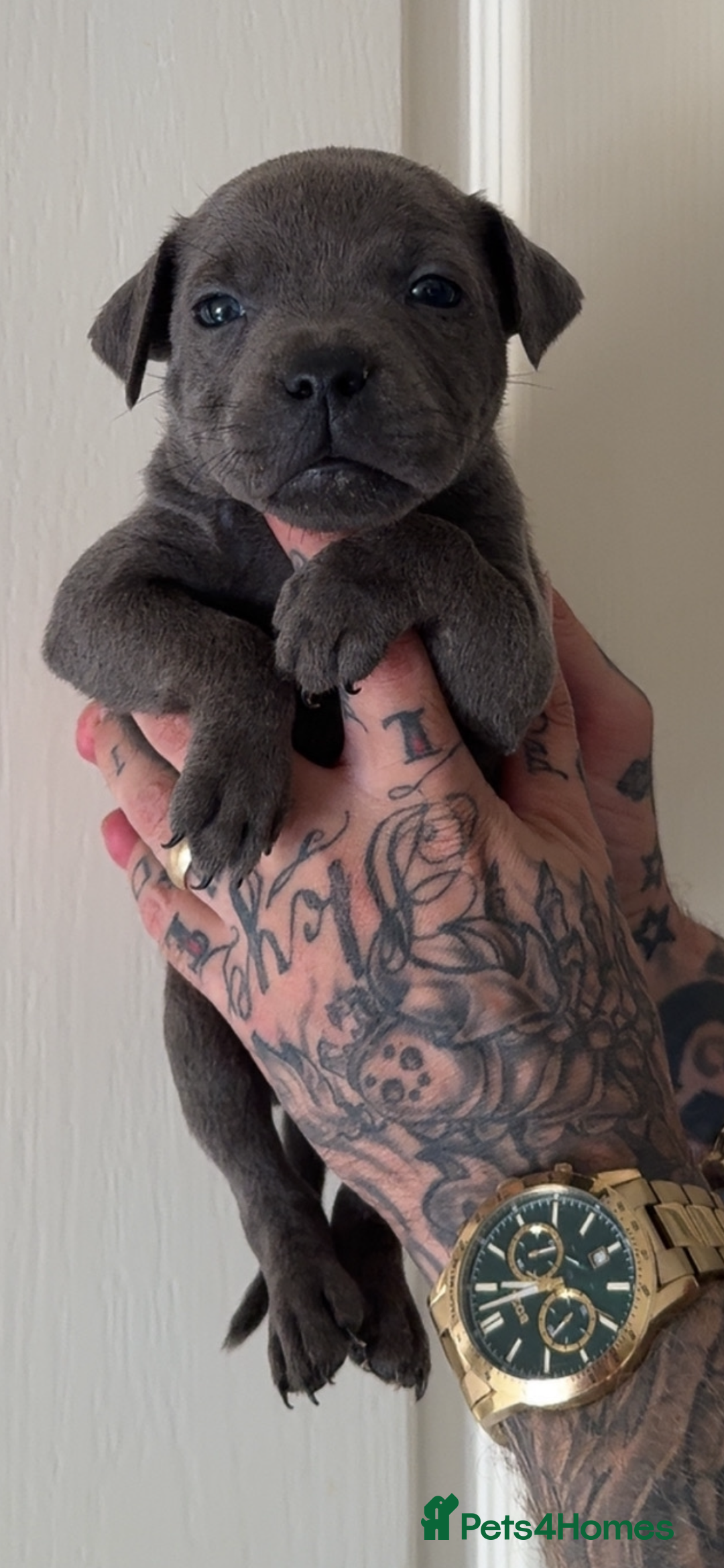 Staffordshire Bull Terrier dogs for sale: Beautiful blue staffy pups excellent pedigree  - Image 16