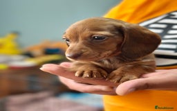 Dachshund dogs for sale: Our dwarf sausages are looking for a family🙃 - Image 5
