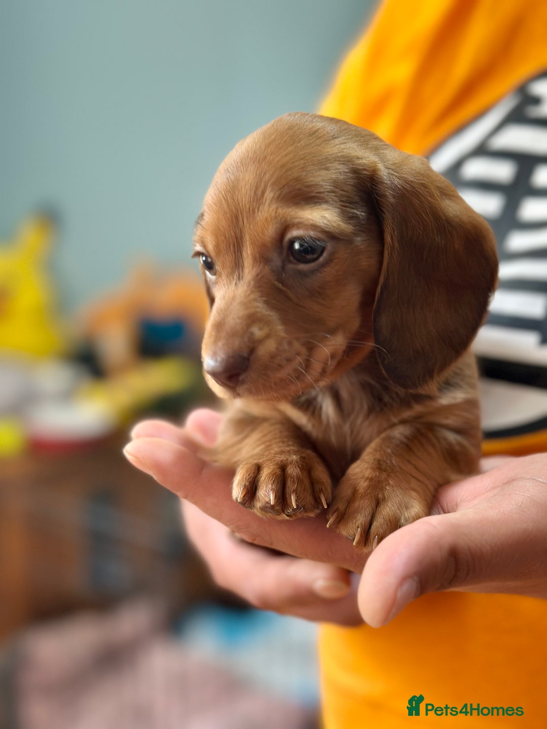 Dachshund dogs for sale: Our dwarf sausages are looking for a family🙃 - Image 5