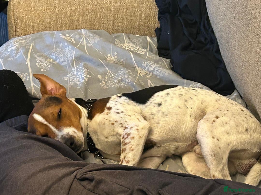 Mixed Breed dogs Jack Russell Cross need loving home - Advert 1