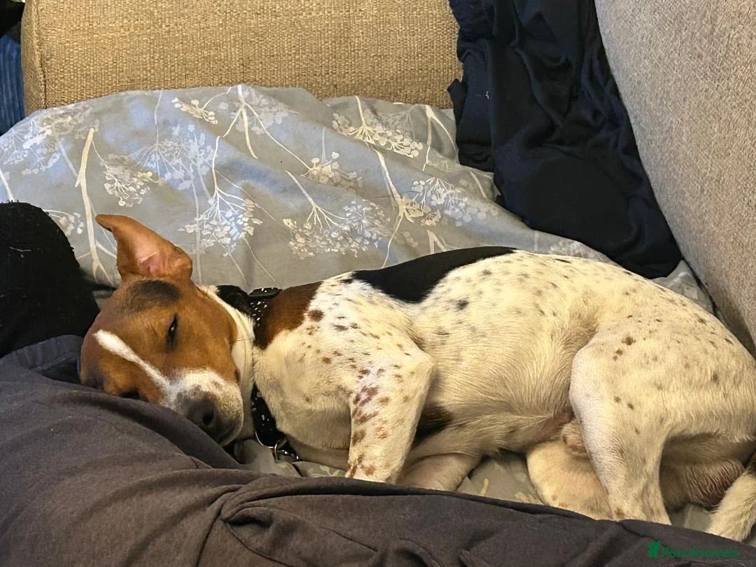 Mixed Breed dogs for sale: Jack Russell Cross need loving home - Advert 1